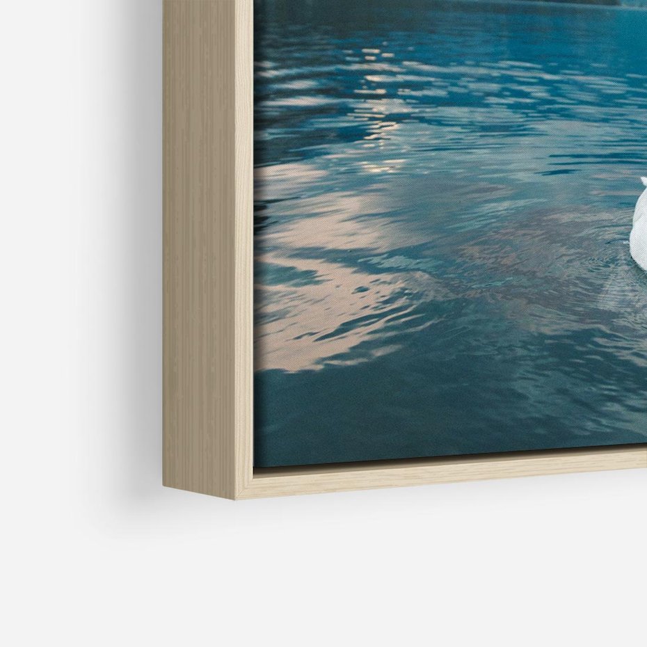 Obraz w ramie 80x80 - Łabędzi Śpiew - fotografia, plakat - rama drewno