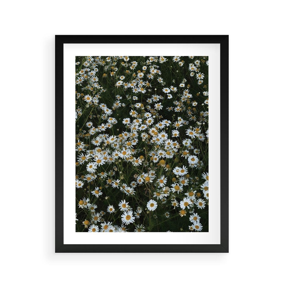 Plakat w ramie 40x50 - Stokrotkowa Idylla na Łące - łąka, stokrotki - rama czarna