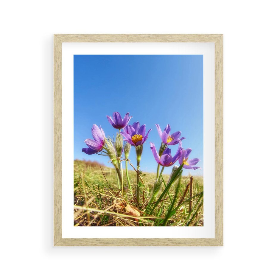 Plakat w ramie 40x50 - Kwiatowa siła łąki - kwiaty, łąka - rama drewno