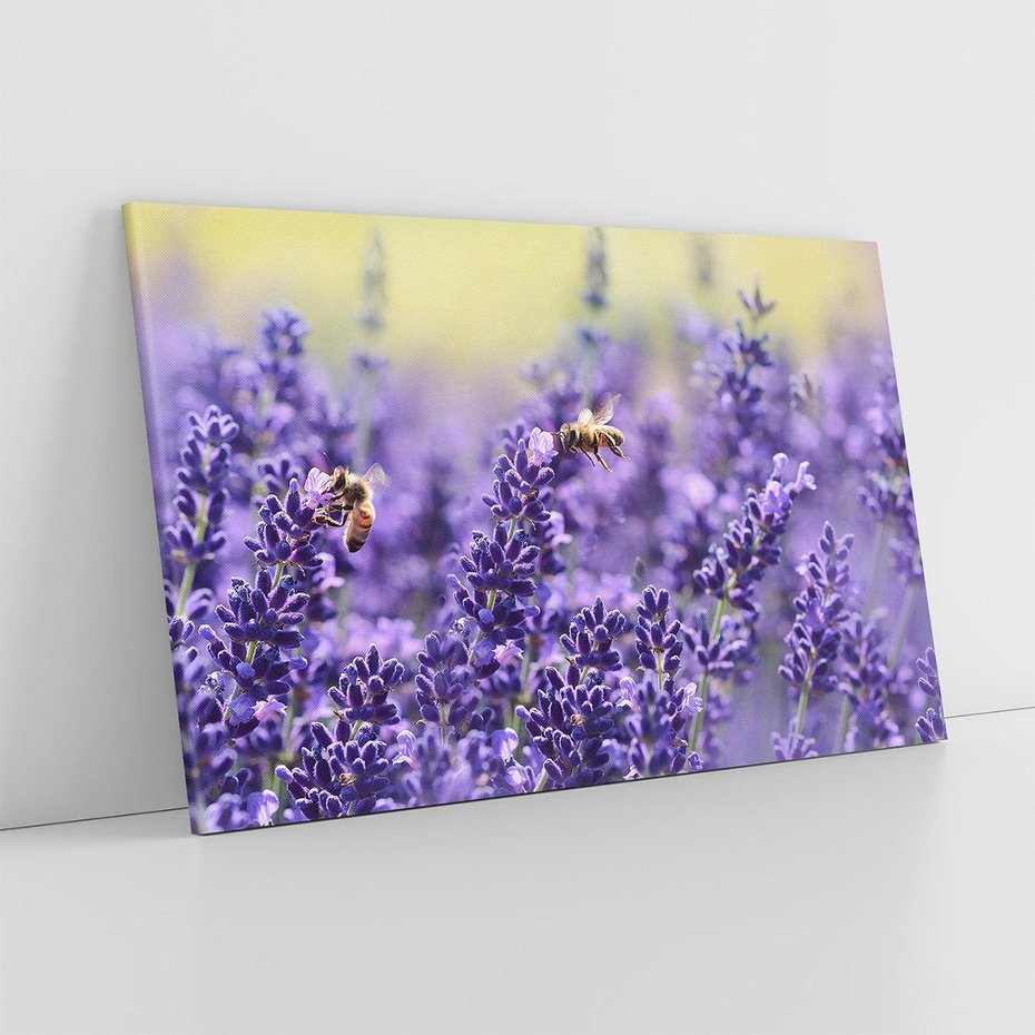 Obraz na płótnie 70x50 - Magia lawendy delikatne kwiaty - lawenda, kwiat