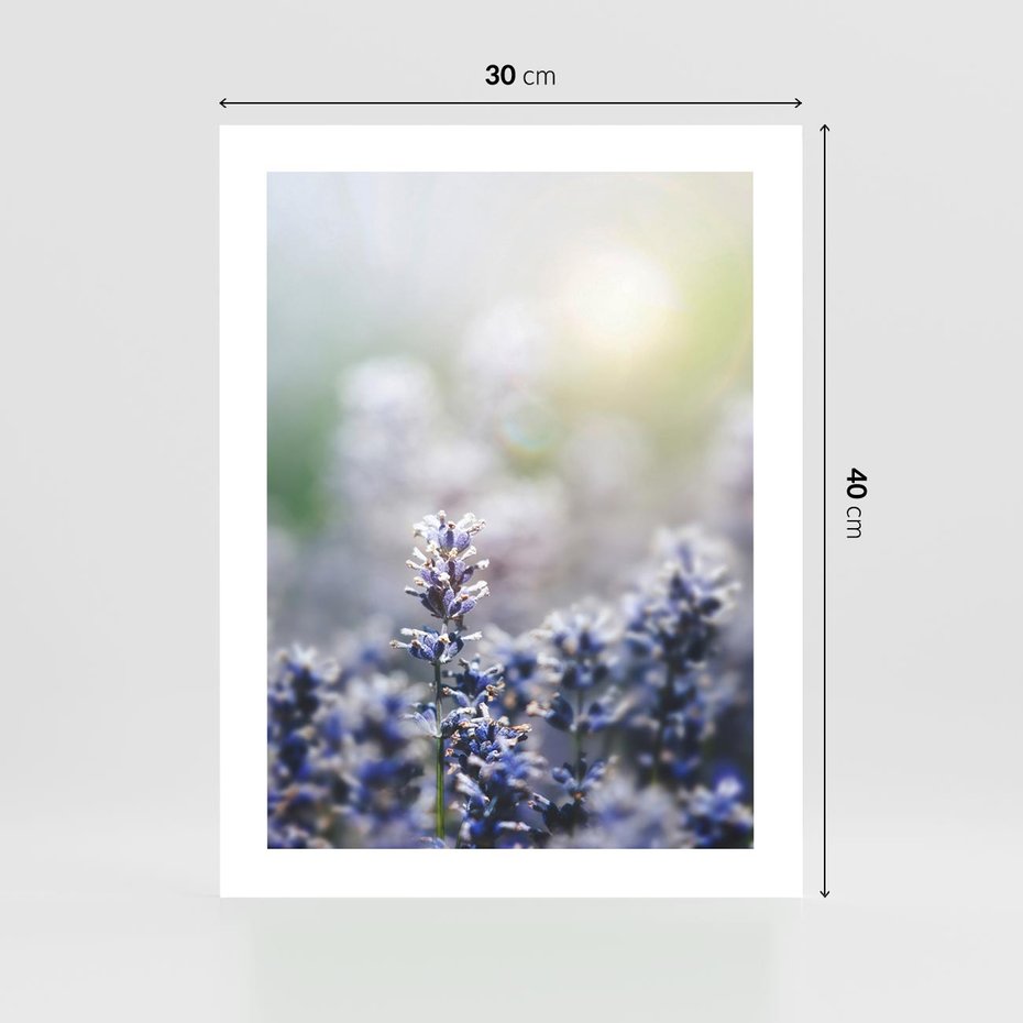 Plakat bez ramy 30x40 - Delikatna Uroda Natury - wrzosy, fiolet