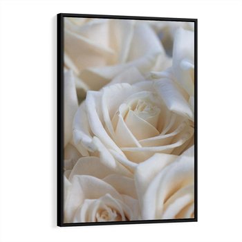 Obraz w ramie 70x100 - Białe róże piękności - białe, róże - rama czarna