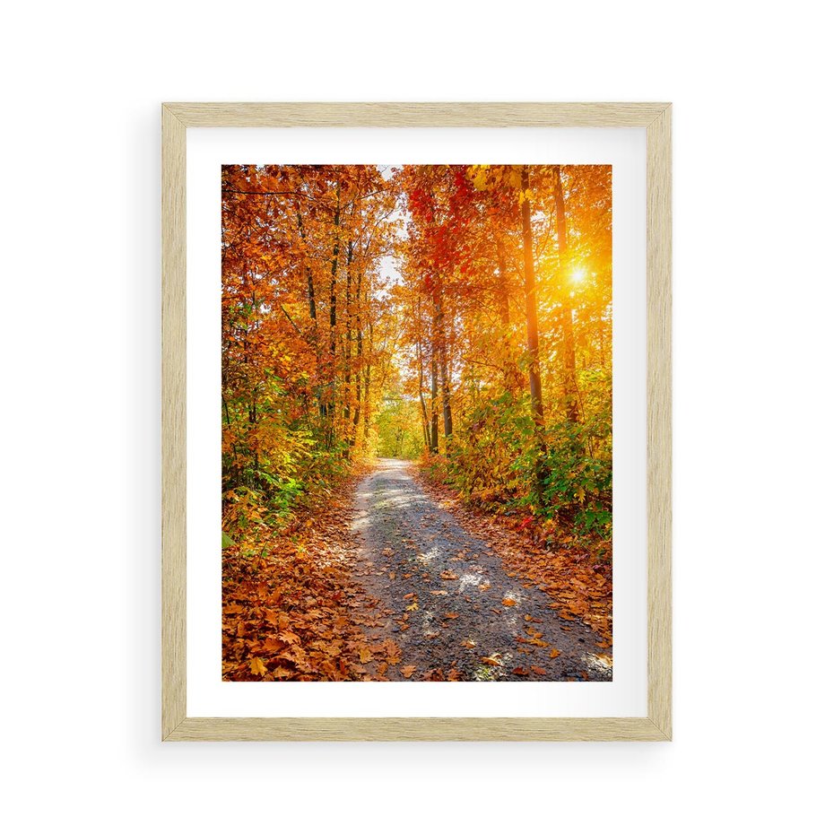 Plakat w ramie 40x50 - Kolorowe drzewa na ścieżce jesieni - las, jesień - rama drewno