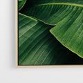 Obraz w ramie 70x100 - Zaklęta roślinna ekspresja - liście bananowca, gęsto ułożone - rama drewno