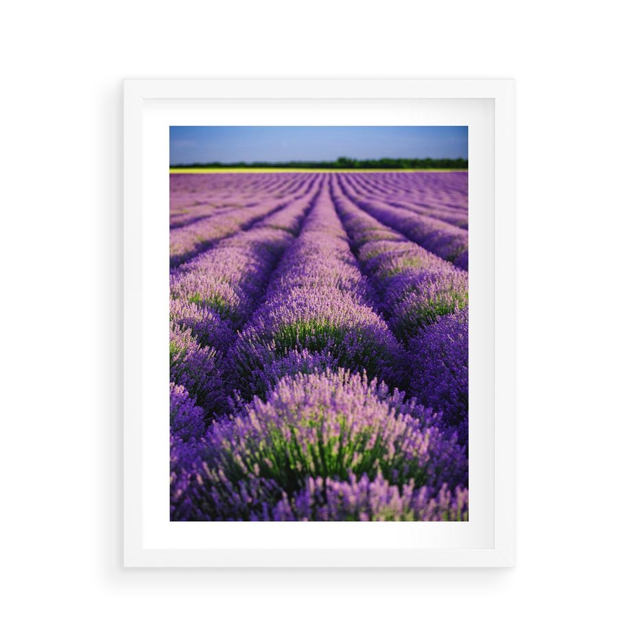Plakat w ramie 40x50 - Malownicze Pole Lawendy - lawenda, pole - rama biała