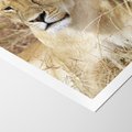 Plakat bez ramy 50x70 - Potęga lwów w Afryce - lew, lwica
