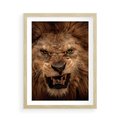 Plakat w ramie 50x70 - Władca Sawanny - lew, sawanna - rama drewno