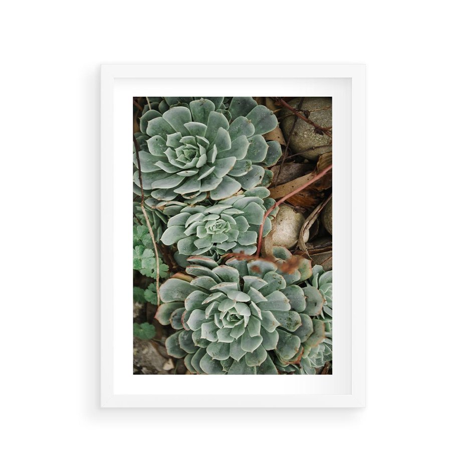 Plakat w ramie 30x40 - Zielona Uroda Sukulentów - sukulenty, zielone liście - rama biała
