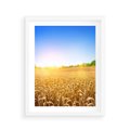 Plakat w ramie 40x50 - Żyzne Pola - pole, pszenicy - rama biała