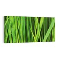 Obraz na płótnie 140x70 - Trawa w abstrakcji: natura przekształcona - trawa, abstrakcja