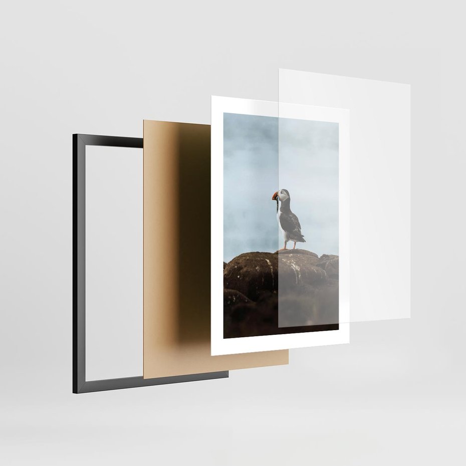 Plakat w ramie 30x40 - Portret Ptaka Morskiego - maskonur, ptak - rama czarna