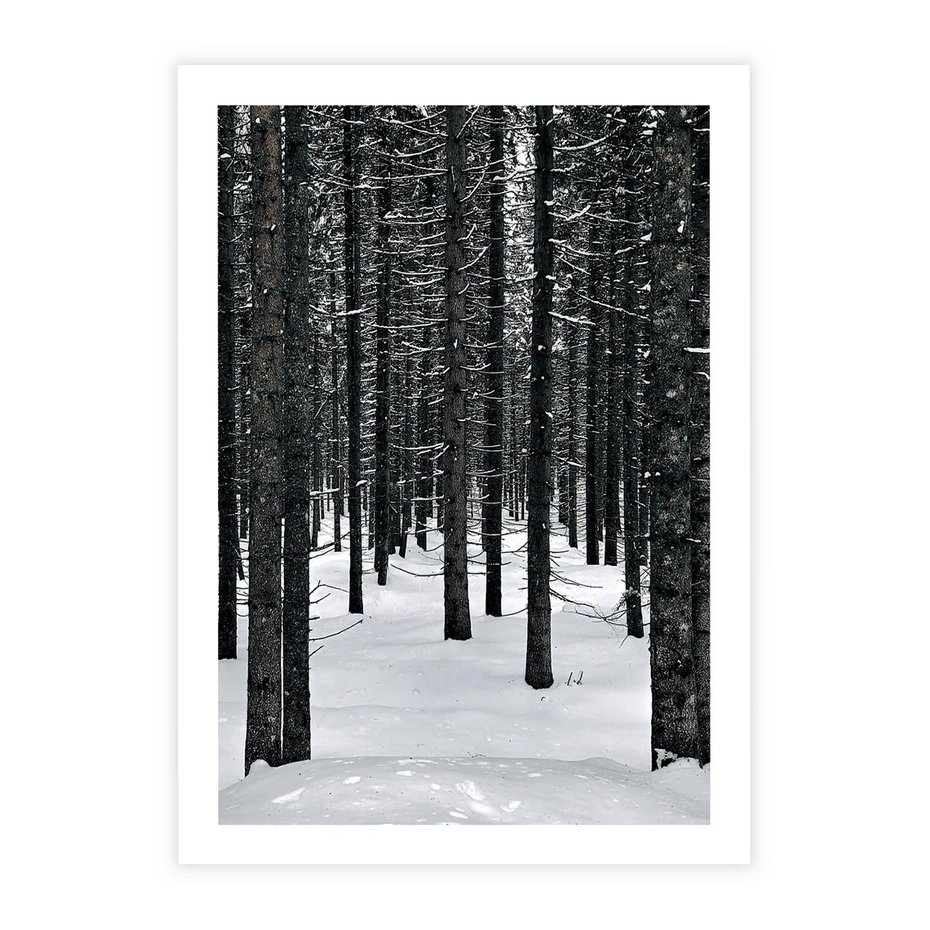 Plakat bez ramy 40x50 - Zimowe Drzewa: Śnieg na Pniach - drzew w zimi, pnie drzew