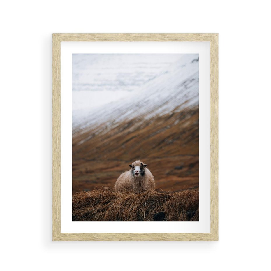Plakat w ramie 40x50 - Owiecka panorama - góry, owca - rama drewno