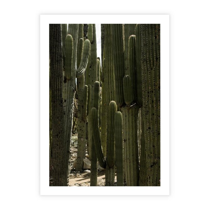 Plakat bez ramy 21x30 - Wyjątkowy Klimat Boho - kaktusy, pustynia