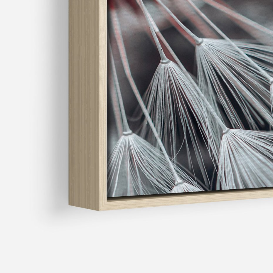 Obraz w ramie 50x70 - Makro świat dmuchawca - dmuchawiec, makro - rama drewno