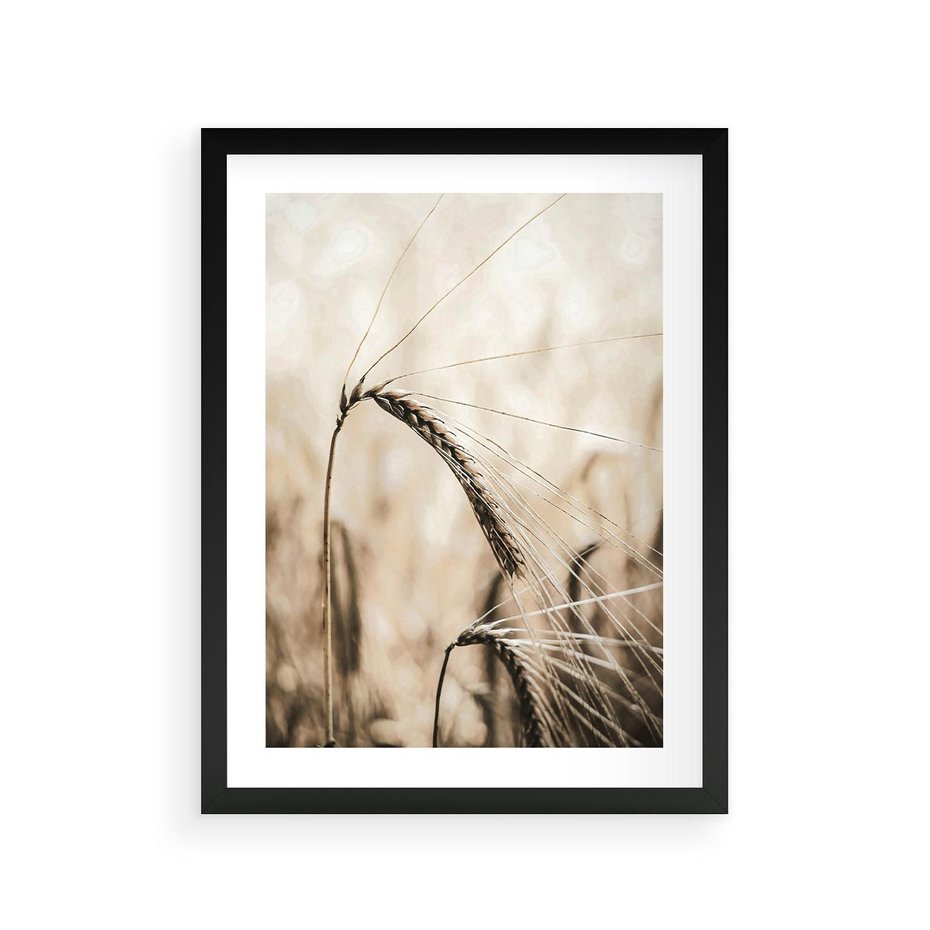 Plakat w ramie 30x40 - Źdźbło Pszenicy: Blisko Natury - źdźbło pszenicy, pszenica - rama czarna
