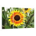 Obraz na płótnie 120x80 - Kwiatowa harmonia natury - słonecznik, kwiaty