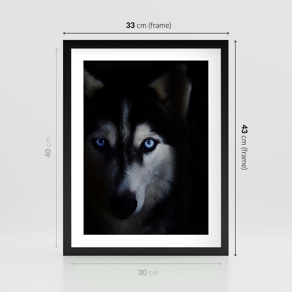 Plakat w ramie 30x40 - Wilk i husky: siła przyjaźni - wilk, husky - rama czarna