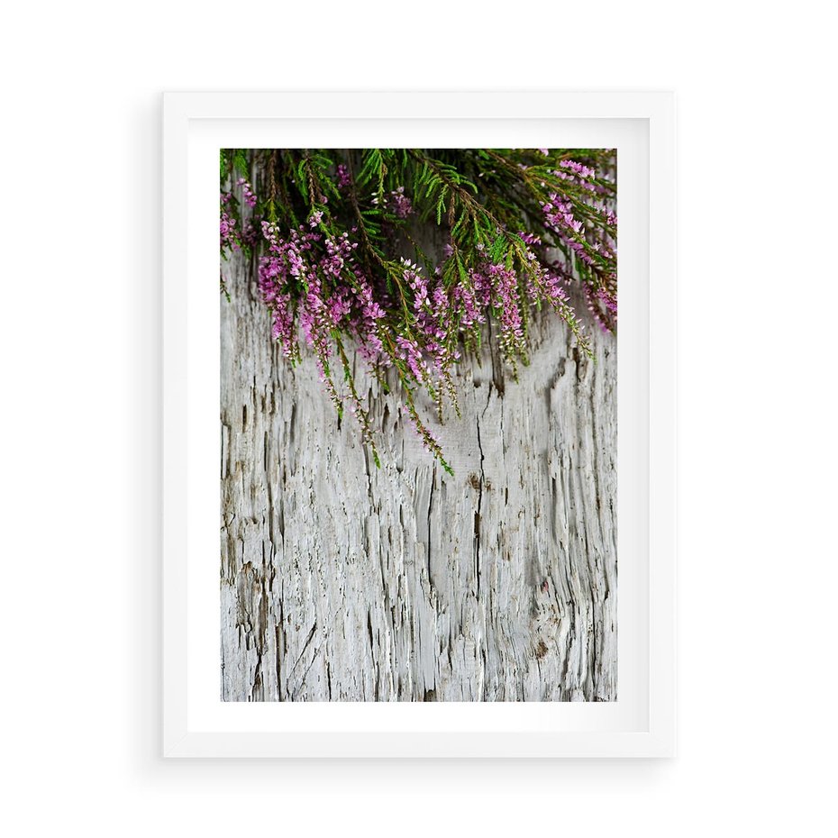 Plakat w ramie 50x70 - Fioletowe Wrzosy - wrzosy, fiolet - rama biała
