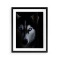 Plakat w ramie 40x50 - Wilk i husky: siła przyjaźni - wilk, husky - rama czarna