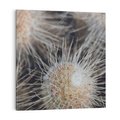 Obraz na płótnie 50x50 - Ulotna Piękność Natury - makro, dmuchawce