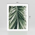 Plakat bez ramy 40x50 - Spokojna Piękność Palmowych Liści - palma, liście palmy