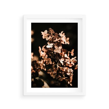 Plakat w ramie 40x50 - Hortensja - Suchy Kwiat w Sztuce - hortensja, suchy kwiat - rama biała