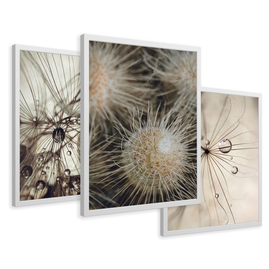 Zestaw obrazy w ramie 50x70 galeria - Dmuchawce, krople, wody, makro - rama biała