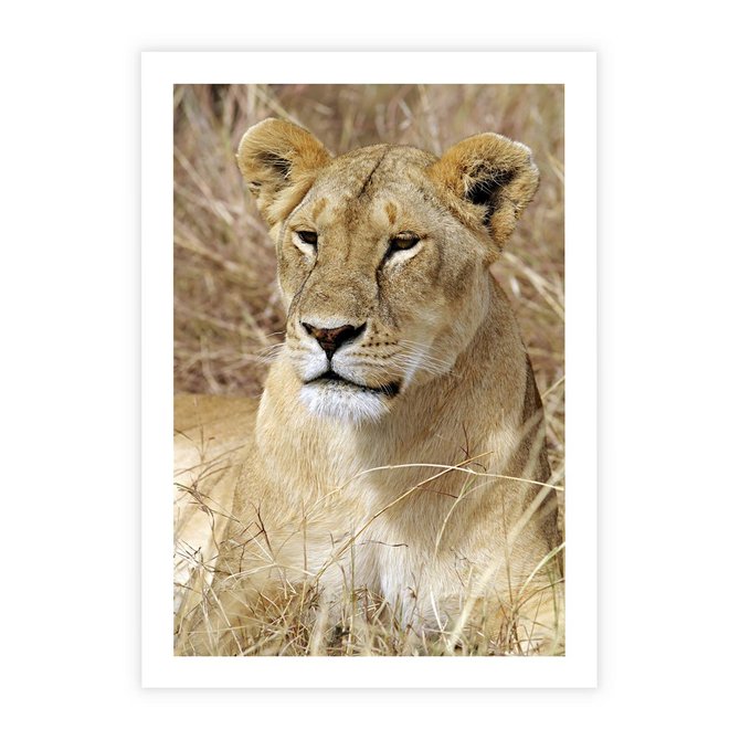 Plakat bez ramy 21x30 - Potęga lwów w Afryce - lew, lwica