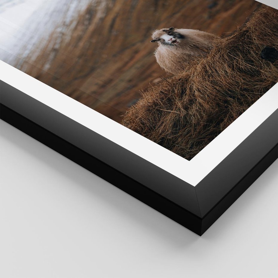 Plakat w ramie 50x70 - Owiecka panorama - góry, owca - rama czarna