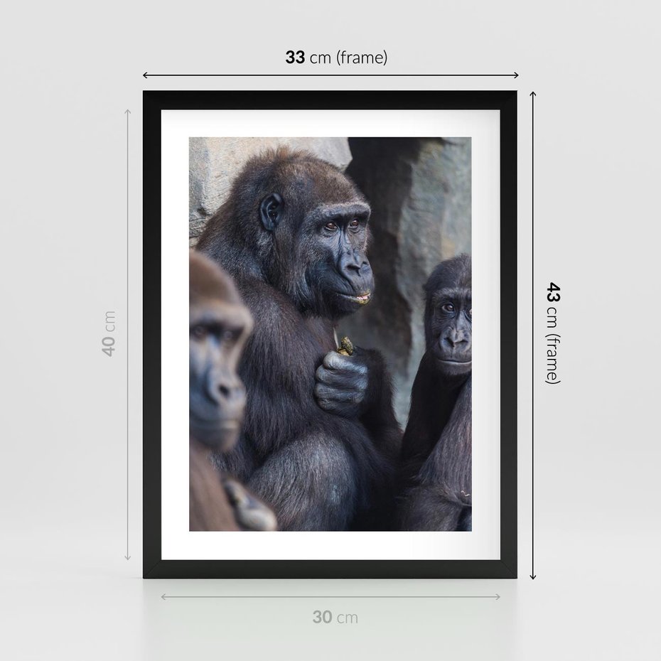 Plakat w ramie 30x40 - Małpy w ich naturalnym środowisku - małpy, szympansy - rama czarna