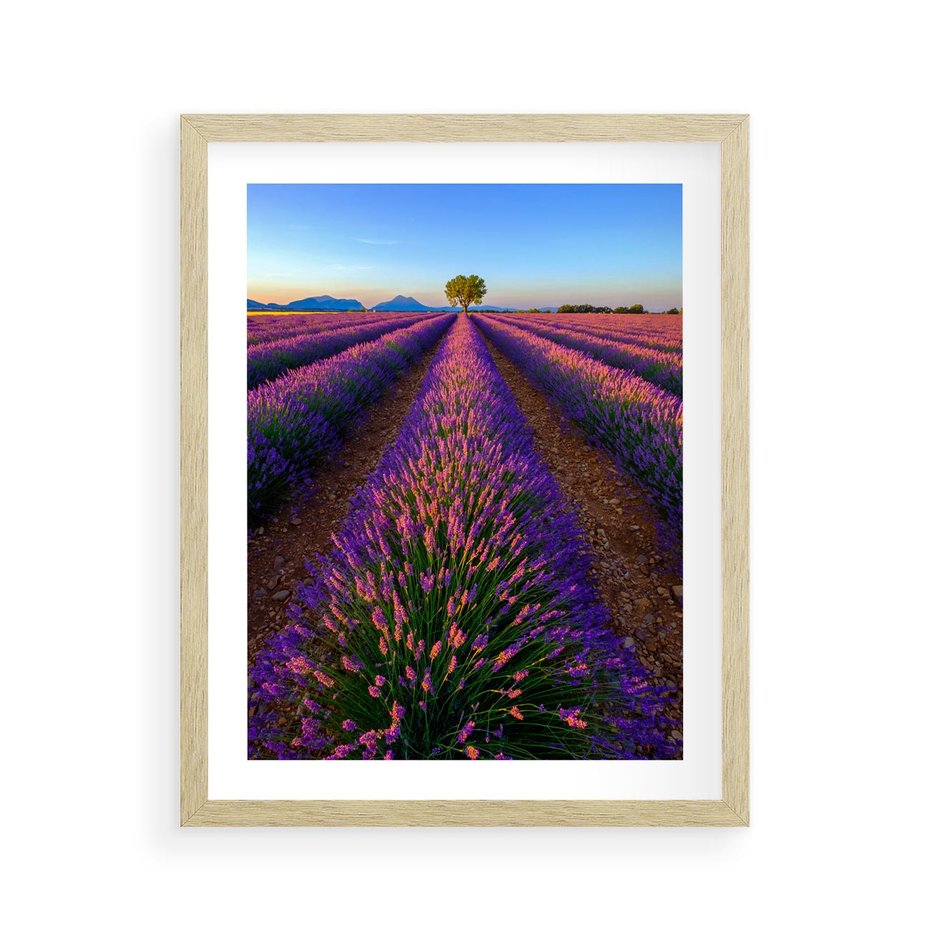Plakat w ramie 40x50 - Fioletowa Magia - pole, lawendy - rama drewno