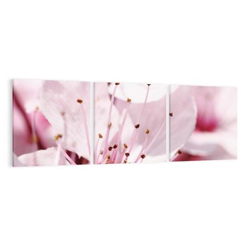 Obraz na płótnie 150x50 - Kwitnąca Wiśnia - kwiaty, kwitnąca