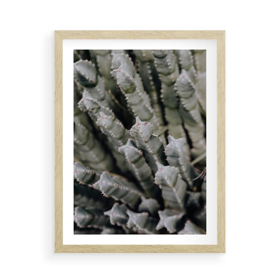 Plakat w ramie 50x70 - Boho kaktusy na pustyni - kaktusy, pustynia - rama drewno