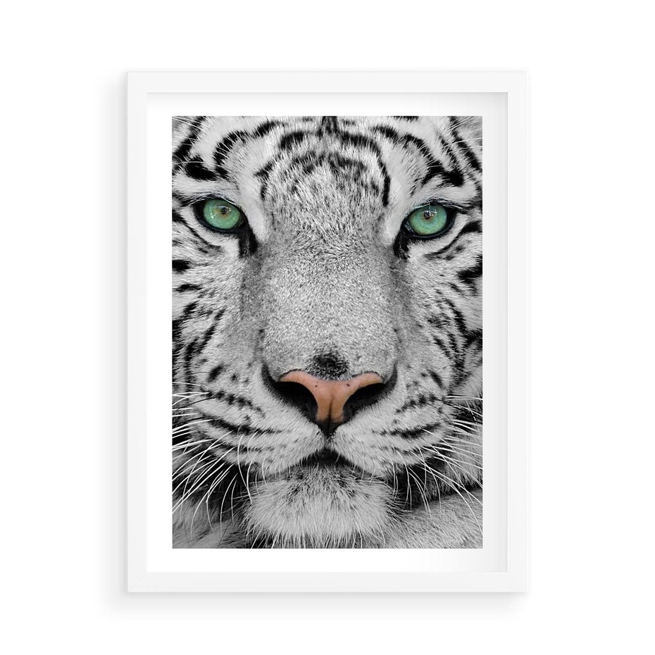 Plakat w ramie 50x70 - Magia Białego Tygrysa - biały, tygrys - rama biała