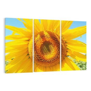 Obraz na płótnie 120x80 - Słoneczniki w naturalnym otoczeniu - słonecznik, natura