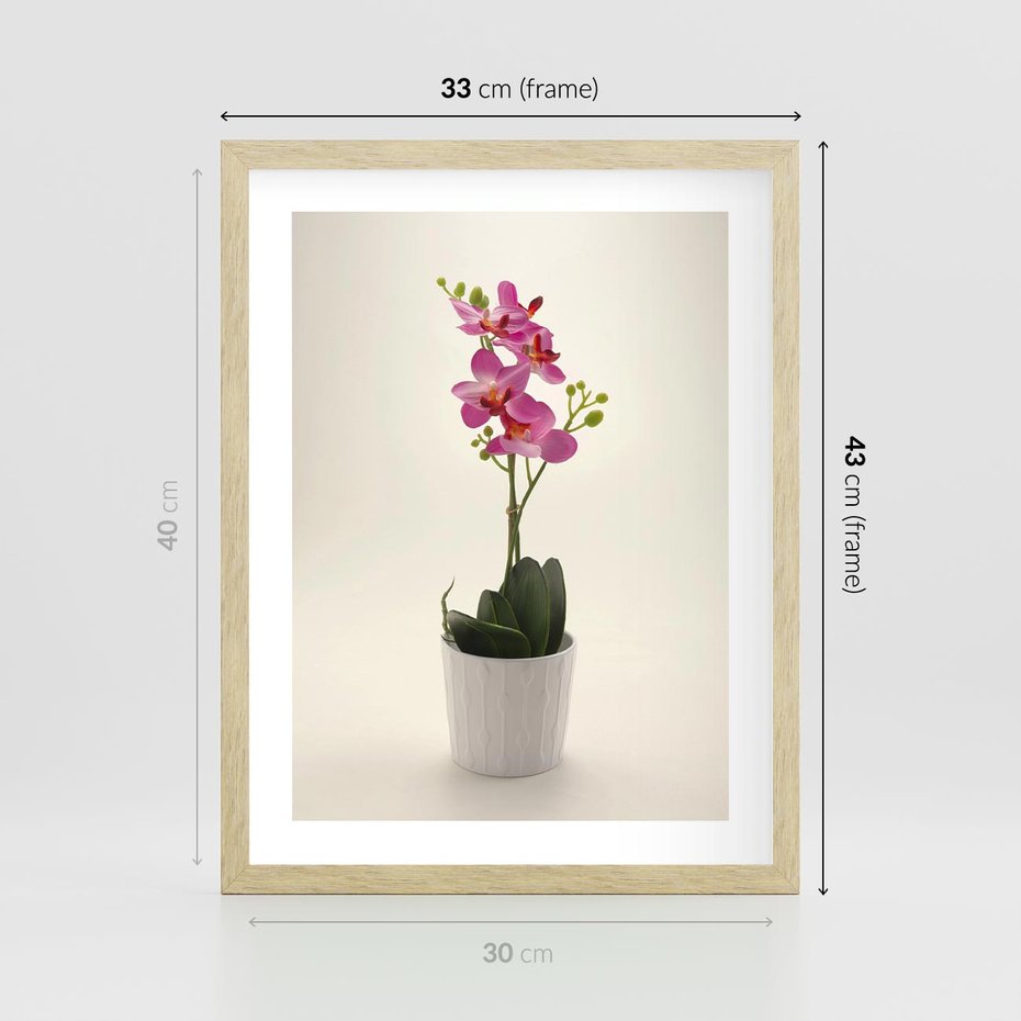 Plakat w ramie 30x40 - Delikatność storczyka orchidei - storczyk, orchidea - rama drewno