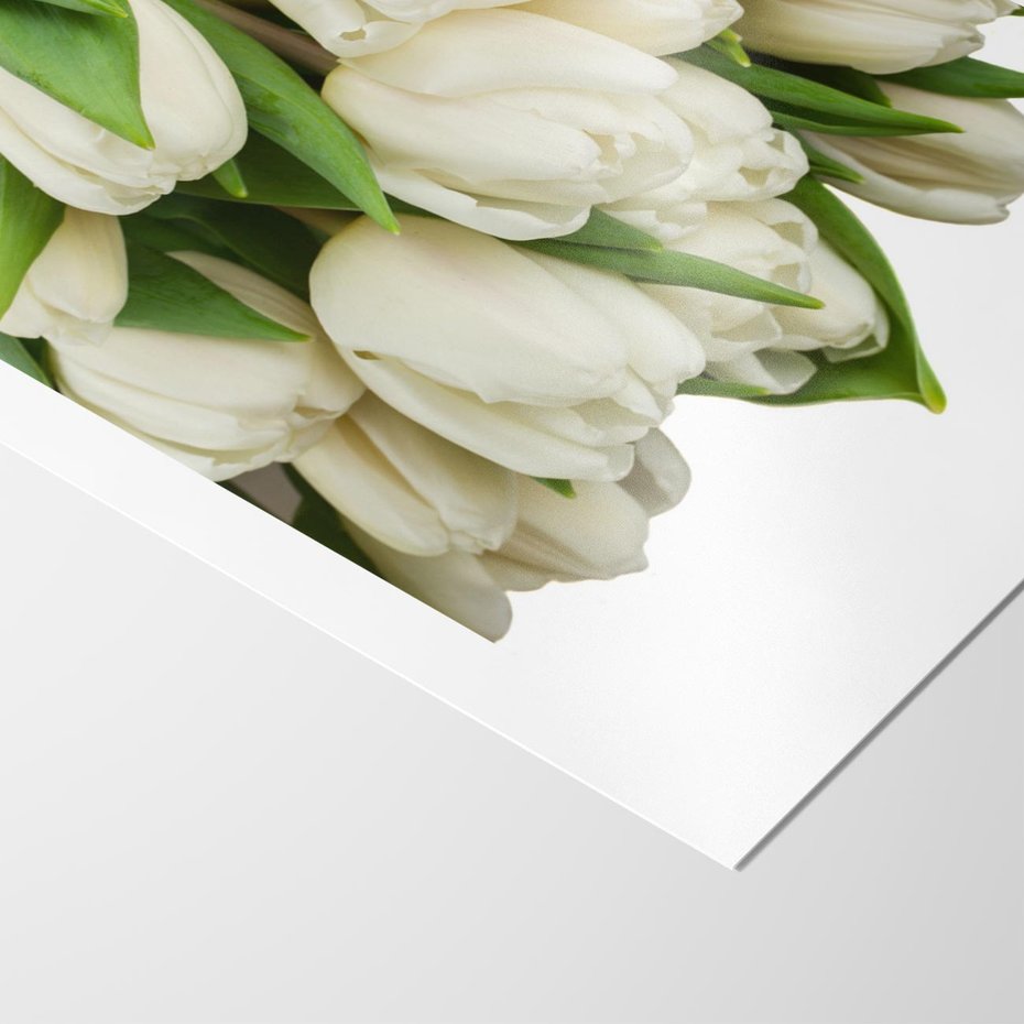 Plakat bez ramy 50x70 - Białe tulipany w pełnym rozkwicie - białe, tulipany