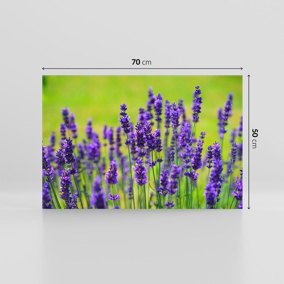 Obraz na płótnie 70x50 - Lawenda w naturze - lawenda, kwiaty