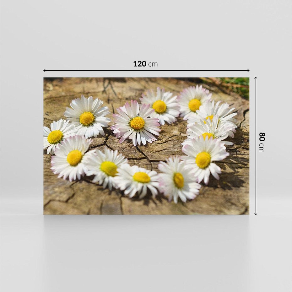 Obraz na płótnie 120x80 - Stokrotki w naturalnym otoczeniu - stokrotki, natura