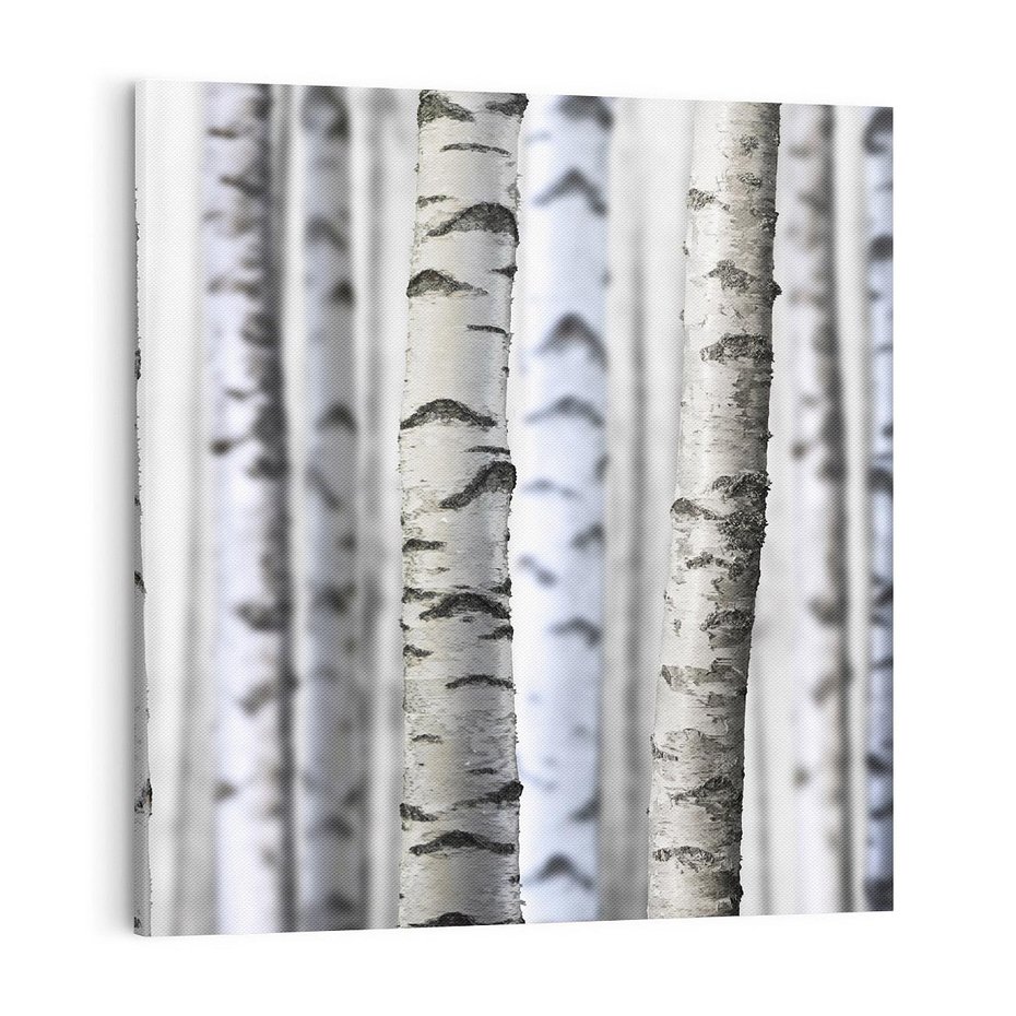 Obraz na płótnie 70x70 - Delikatność brzóz - brzozy, las