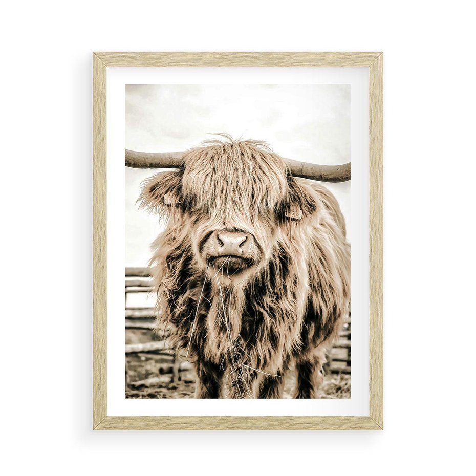 Plakat w ramie 50x70 - Klimat Wiejskiego Życia - amerykańska krowa, byk - rama drewno