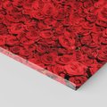 Obraz na płótnie 120x80 - Czerwona Pasja - czerwone, róże