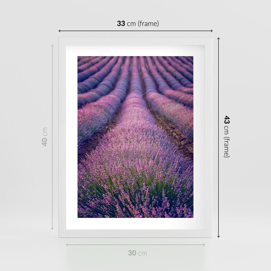 Plakat w ramie 30x40 - Pole Lawendy w Pełnej Krasie - pole lawendy, kompozycja - rama biała