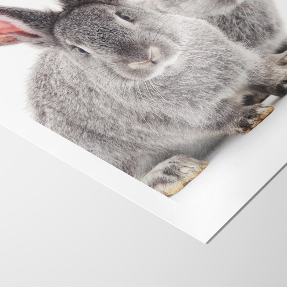 Plakat bez ramy 21x30 - Uroczy królik wśród natury - królik, zając