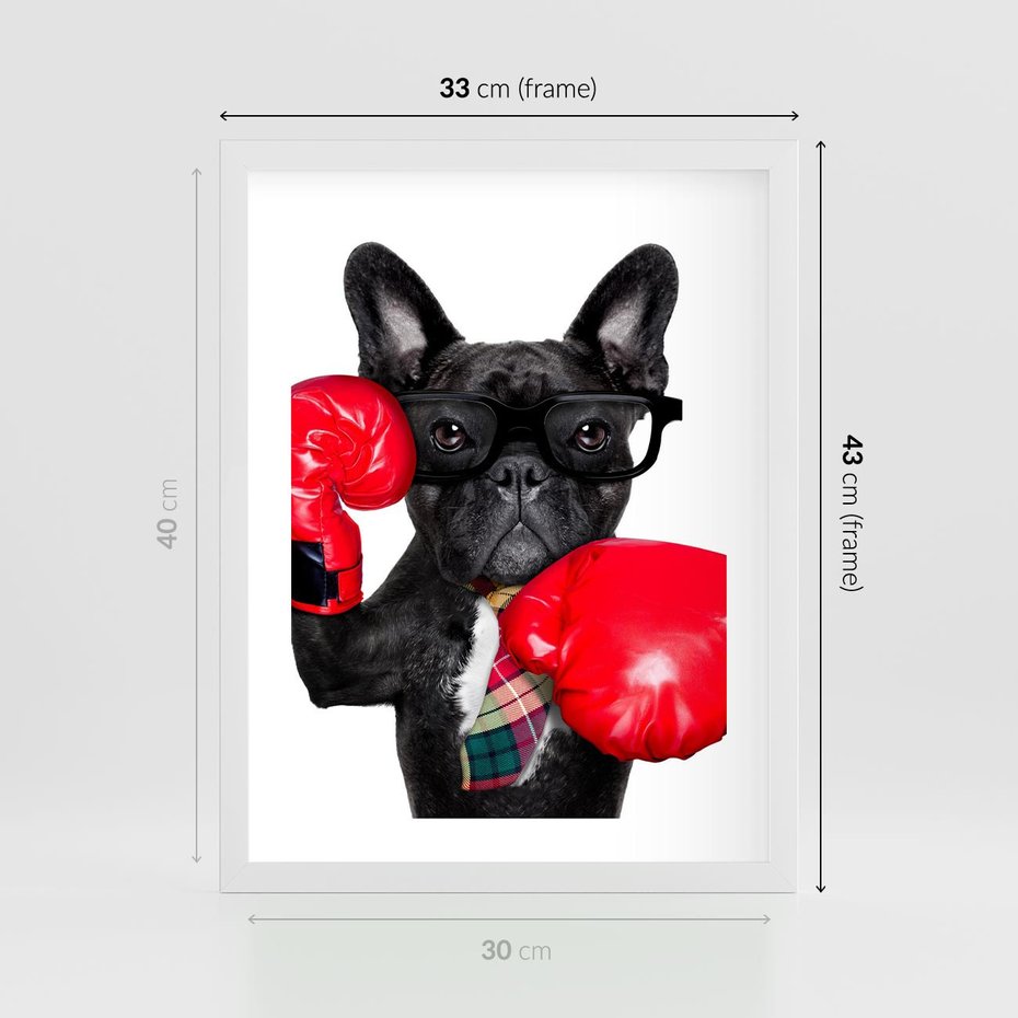 Plakat w ramie 30x40 - Boksujący mops - pies - boks, mops - rama biała
