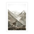 Plakat bez ramy 21x30 - Dzikie Piękno: Kozica w Malowniczym Górskim Scenerii - kozica, góry
