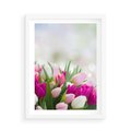 Plakat w ramie 50x70 - Tulipany w pełnym rozkwicie - tulipany, kwiaty - rama biała