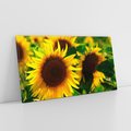 Obraz na płótnie 140x70 - Słonecznikowa Energia - słonecznik, kwiat
