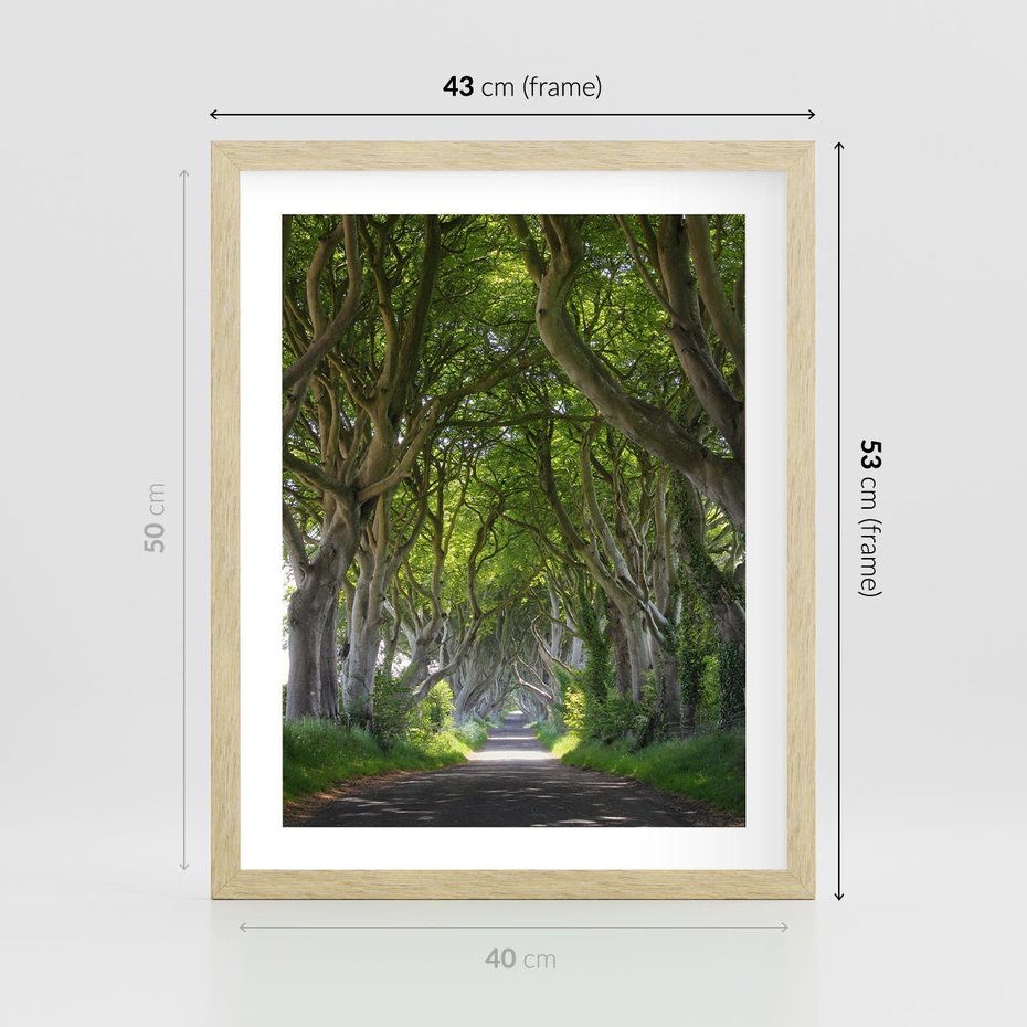 Plakat w ramie 40x50 - Magiczny Las - drzewa, las - rama drewno